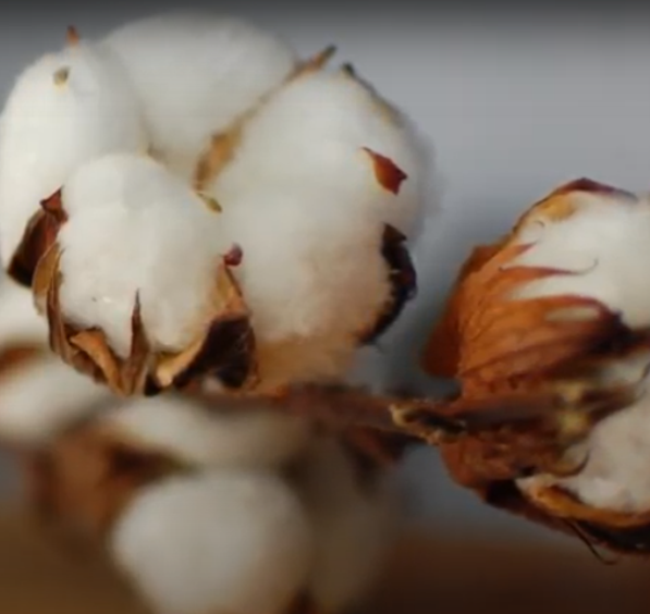 ALGODÓN ORGÁNICO cultivado sin fertilizantes, sin pesticidas ALGODÓN ORGÁNICO cultivado sin fertilizantes, sin pesticidas