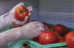 552 Nuevo guante de polietileno para alimentación