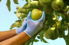 Guantes para la recolección de la fruta