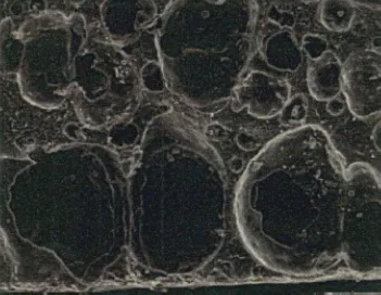 nitrilo_foam_normal