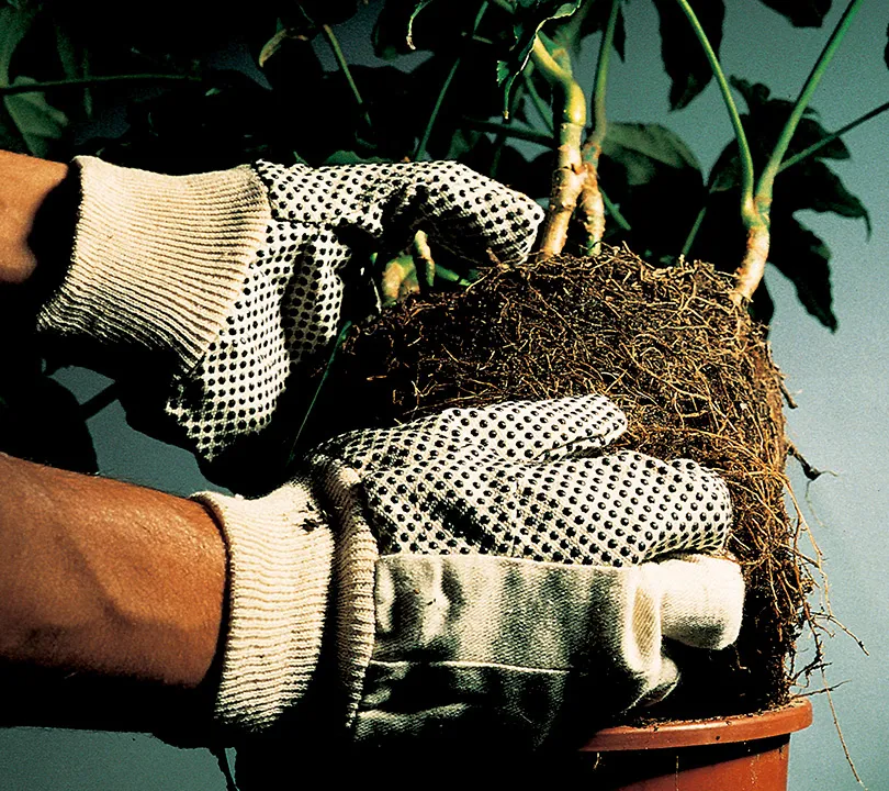 PVC Gloves Juba - H414P GARDEN Uso PVC Gloves Juba - H414P GARDEN Uso