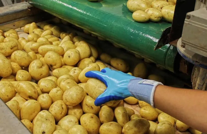 manipulacion de alimentos