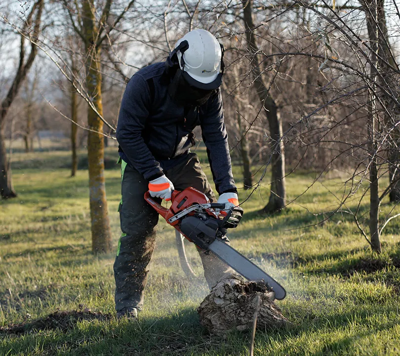 trabajar en el bosque