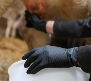 Guantes de nitrilo Juba - 573NR FARM 300 Uso