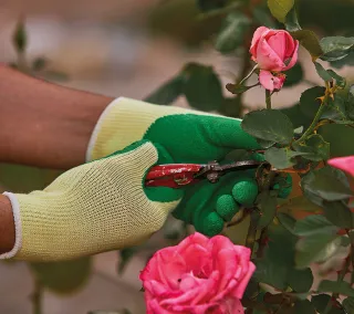 Latex Gloves Juba - H122210G GARDEN Uso